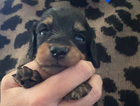 puppy