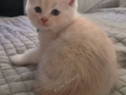 kitten