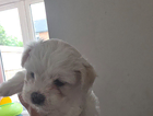 puppy