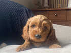 Puppy
