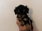 puppy