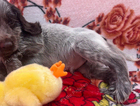 puppy