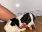 Puppy