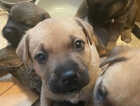 Puppy