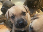 puppy