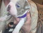 Puppy