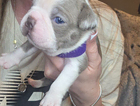 puppy