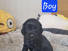puppy