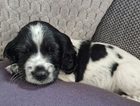puppy