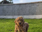 Puppy