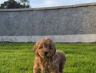 puppy
