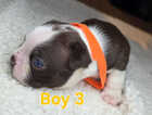 Puppy