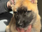Puppy