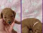 Puppy