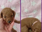 puppy