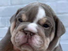puppy
