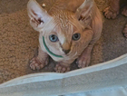 kitten