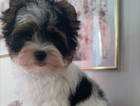 puppy  domi