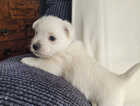 Puppy