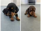 Puppy
