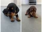 puppy