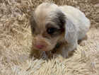 Puppy