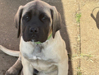 puppy
