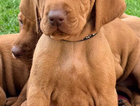 black collar boy