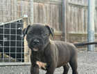 Puppy