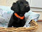 Puppy