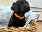 puppy