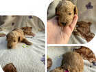 Puppy