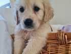 puppy