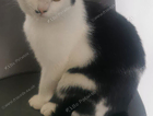 Missing Cat. Black and White called Chompie in Bolton