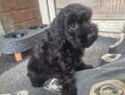 Puppy