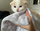 kitten