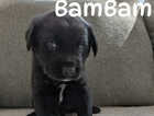 Puppy