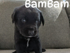 bambam/white