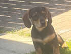 Puppy