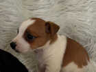 Puppy
