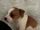 puppy