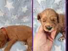 Puppy