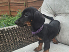 puppy