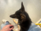 MISSING dog