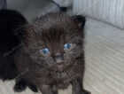 Kitten