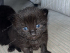 kitten