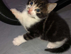 kitten