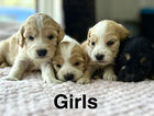 puppy
