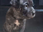 Puppy