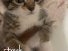 Kitten
